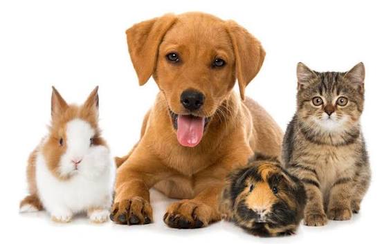 Pet Supplies 